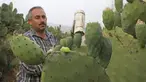 Ayman Ibrewish mengumpulkan buah pir berduri dari ladangnya di Desa al-Simiya, dekat Kota Hebron, Tepi Barat, Palestina, Selasa (4/8/2020). (HAZEM BADER/AFP)