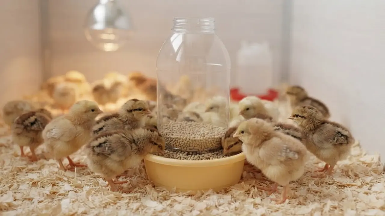 Cara Membuat Tempat Pakan Ayam Otomatis dari Botol Bekas