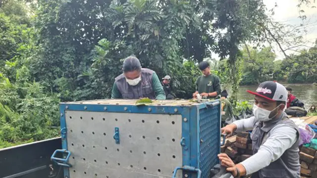 Orang Utan Artemis dan Gieke Pulang ke Hutan Taman Nasional Betung Kerihun, Sempat Sekolah Bertahun-tahun