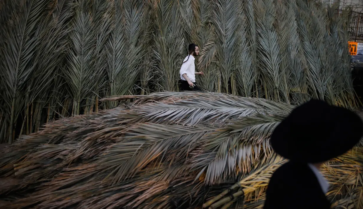 Seorang pria Yahudi Ultra-Ortodoks menyiapkan daun pohon palem untuk ritual Sukkot di Yerusalem (1/10). Aspek utama dalam perayaan Sukkot adalah dibuatnya sebuah pondok beratapkan daun palem dan dikelilingi buah-buahan. (AFP Photo/Manahem Kahana)