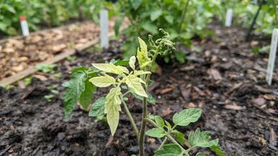 10 Tanda Tanah Kebun Kekurangan Nutrisi yang Bisa Dilihat dari Kondisi Tanaman
