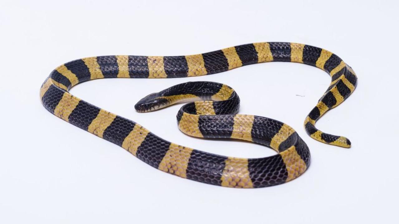 7. BANDED KRAIT