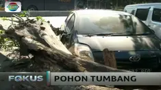 Pohon Angsana yang berusia sangat tua ini tumbang karena akarnya sudah tidak kuat lagi menopang batang pohon.