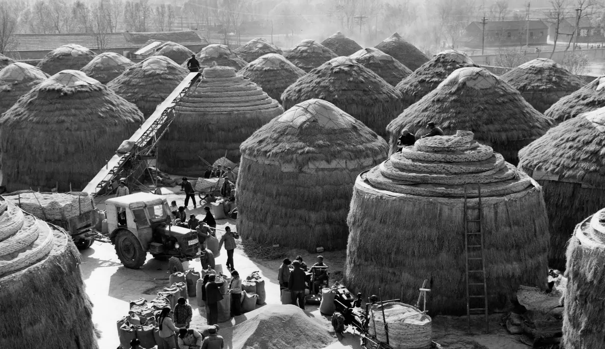 Aktivitas sejumlah buruh tani di bagian timur pantai tengah provinsi Jiangsu di China pada 3 Desember 1974. (AFP Photo/ Hsinhua News Agency)