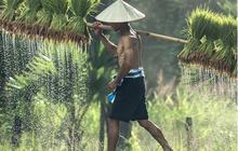Harga Beras Meroket, Erick Thohir: Cukup Bagus, Petani Bahagia