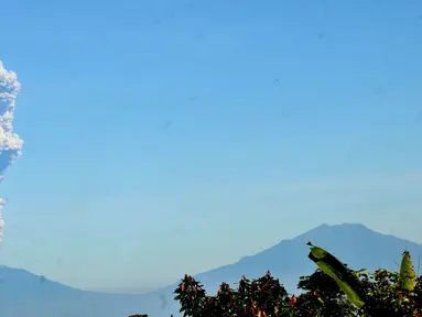 Gunung Merapi memuntahkan abu terlihat dari Karanganyar di provinsi Jawa Tengah (1/6). Serangkaian letusan Gunung Merapi pada akhir 2010 menewaskan lebih dari 350 orang dan membuat lebih dari 250.000 penduduk desa mengungsi. (AFP Photo/Anwar Mustafa)
