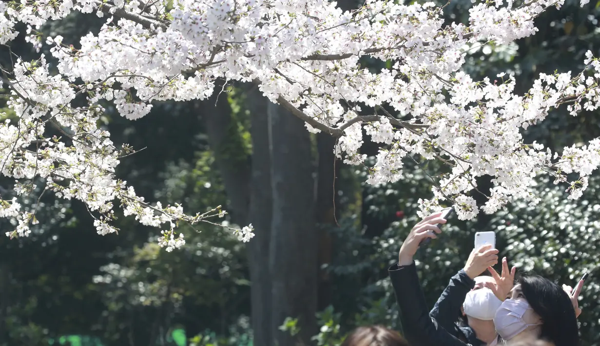Orang-orang yang memakai masker mengambil foto bunga sakura di Tokyo, Selasa (23/3/2021). Keadaan darurat virus Covid-19 di Tokyo dan tiga provinsi sekitarnya resmi dicabut pada akhir hari Minggu, 21 Maret 2021. (AP Photo/Koji Sasahara)