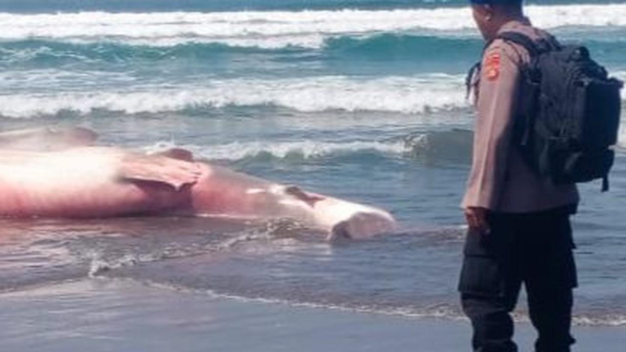 Hiu Paus Sepanjang 6,6 Meter Ditemukan Mati di Pantai Bali
