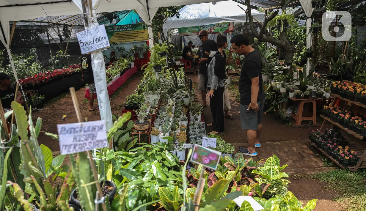 Pengunjung melihat tanamam yang dipamerkan di Lapangan Banteng, Jakarta, dalam acara Floraction, Sabtu (18/2/2023). Floraction menampilkan berbagai jenis tanaman, dari tanaman hias, bunga hingga tanaman buah. (Liputan6.com/Faizal Fanani)