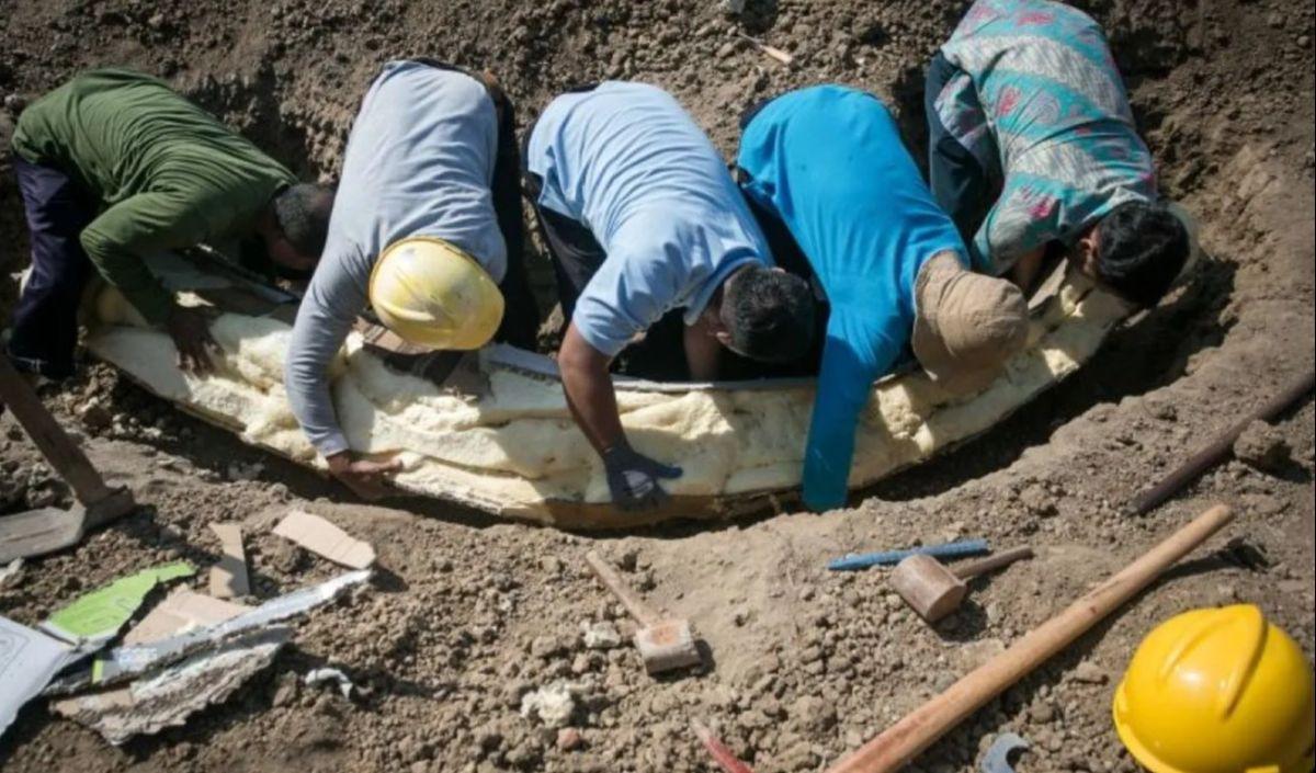 Terlihat fosil berukuran sangat besar, perlu beberapa orang orang untuk mengangkat fosil itu dari dalam tanah.