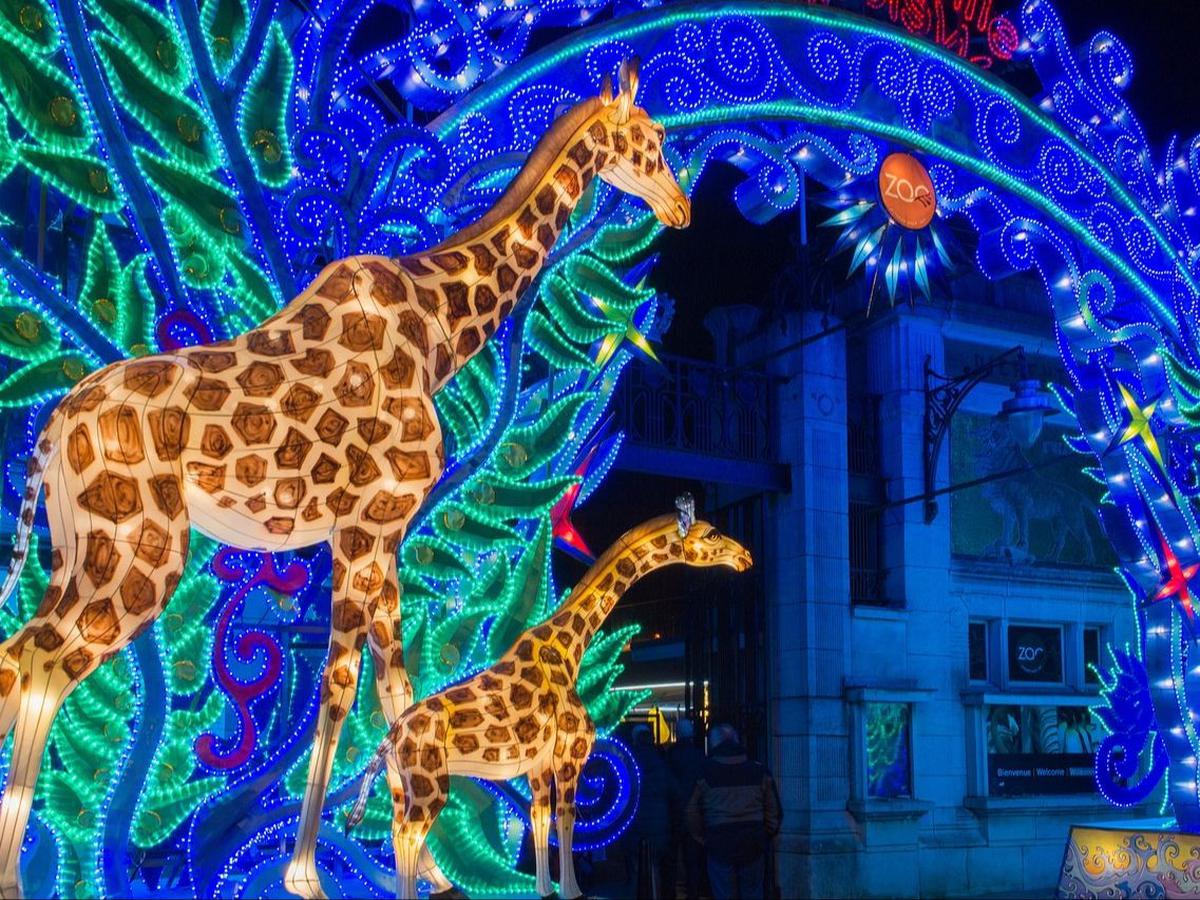 Night Safari