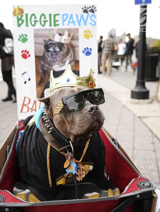Seekor anjing dalam kostum terlihat selama Parade Tompkins Square Halloween Dog di New York, 27 Oktober 2018. Ini bukan parade biasa, karena para pesertanya adalah ratusan anjing dengan beragam kostum lucu. (TIMOTHY A. CLARY / AFP)