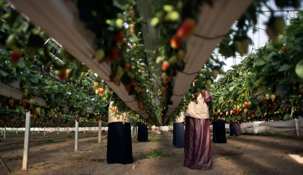 Sejumlah pekerja wanita Palestina memetik stroberi di sebuah kebun stroberi di kota Beit Lahiya, Jalur Gaza Utara (15/1). Kebun stroberi ini didanai oleh Pemerintah Prancis. (AP Photo/Khalil Hamra)
