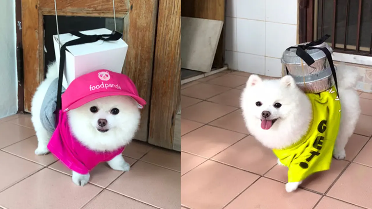 Deretan Potret Lucu Jika Anjing Jadi Kurir Antar Barang
