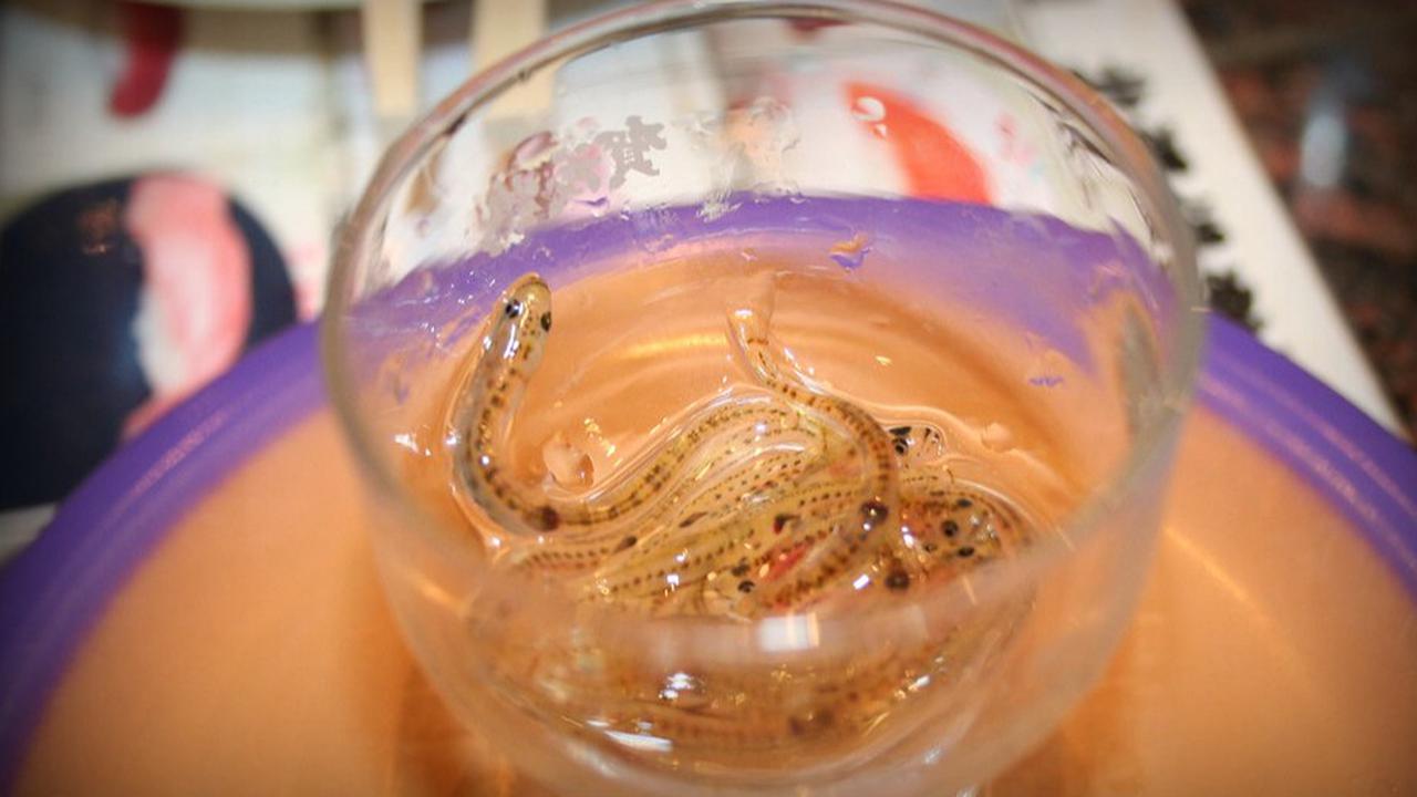 Seafood Masih Hidup di Atas Piring, Apakah Ini Wujud Cinta atau Kekejaman pada Makanan?