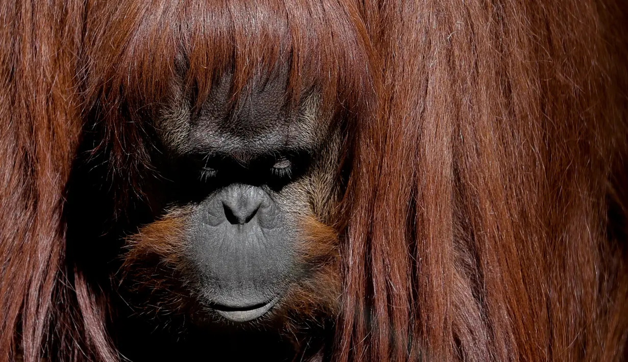 Sandra berada di bekas kebun binatang yang kini bernama Eco Parque, di Buenos Aires, Argentina, Selasa (16/5). Permohonan ini diajukan oleh Asosiasi Petugas dan Pengacara untuk Hak-hak Hewan (AFADA) untuk kebebasan Sandra. (AP / Natacha Pisarenko)