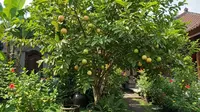 9 Cara Menanam Jambu Biji di Rumah, Panen Sendiri dari Pekarangan