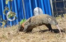 6 Ekor Komodo Hasil Perkawinan 'Rangga' dan 'Rinca' Dilepasliarkan di Habitat Aslinya