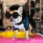 Luella dinobatkan menjadi anjing ikon fashion 2016.