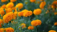 Arti Mitos Bunga Marigold yang Jarang Diketahui
