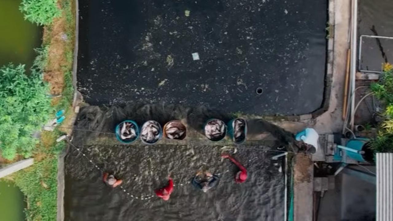 Budi daya ikan patin di Tulungagung