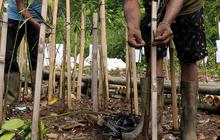 FOTO: Hari Mangrove Sedunia, 1.000 Pohon Bakau Ditanam di Pesisir Jakarta