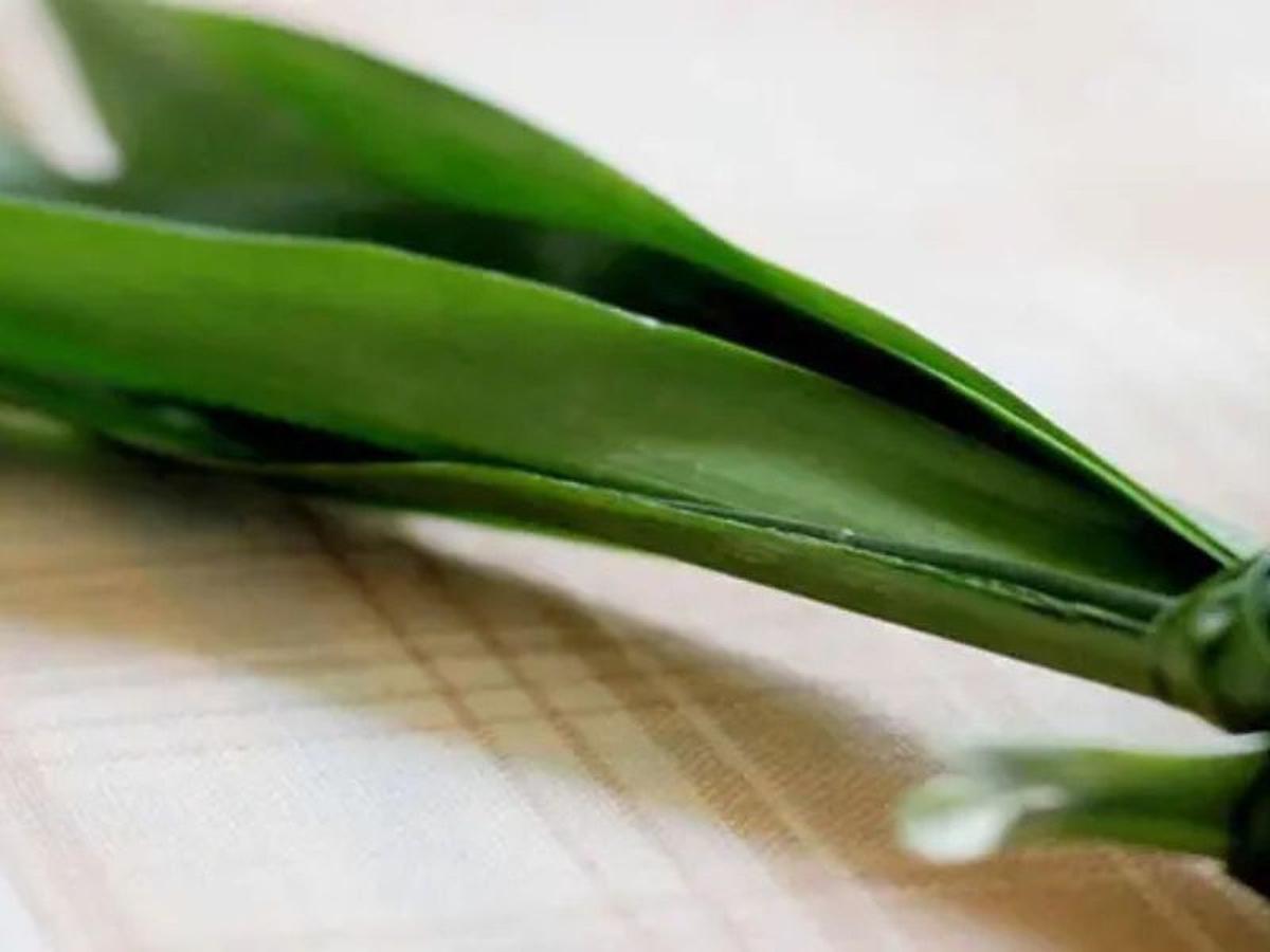 [Bintang] Tanaman Apotek Hidup Daun Pandan