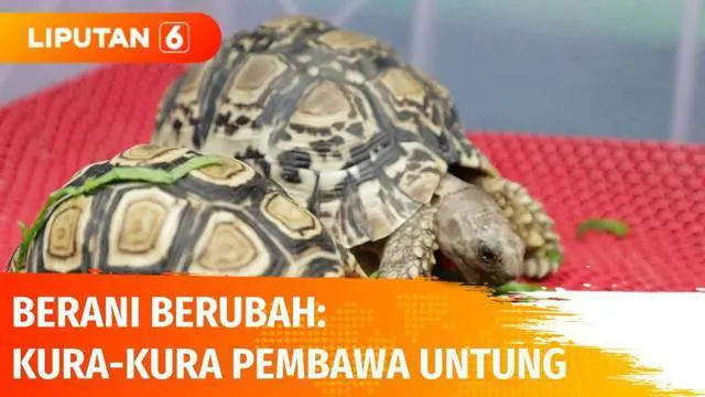 VIDEO: Berani Berubah: Kura-kura Pembawa Untung di Kala Pandemi