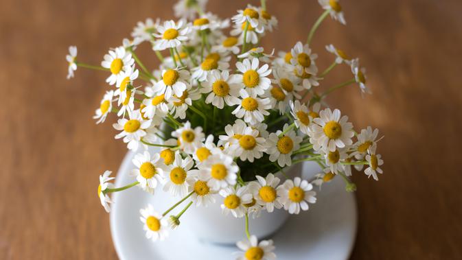 Mengungkap Kepribadian Perempuan Penyuka Bunga Daisy Lifestyle