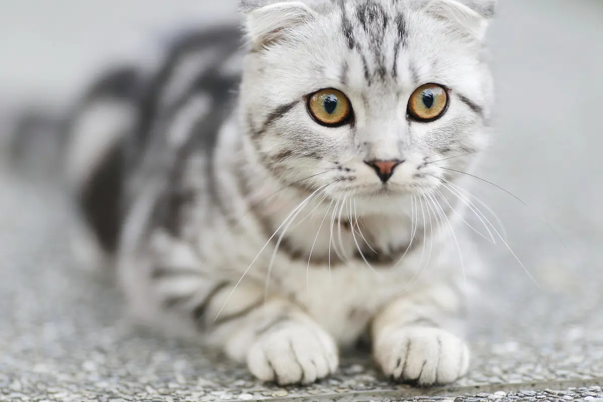 Kucing