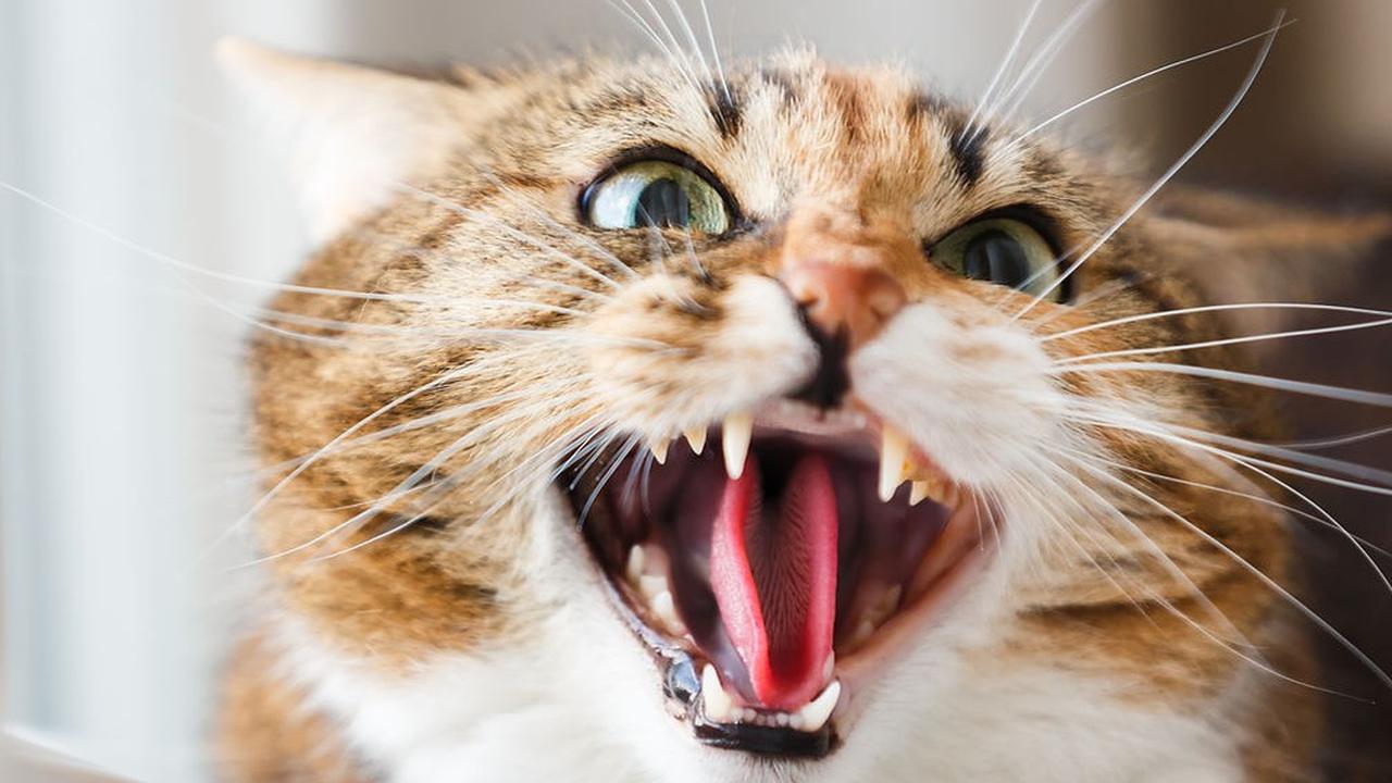 Ilmuwan Ungkap Mengapa Kucing Liar Punya Mata Warna-Warni, Beda dengan Nenek Moyang Mereka