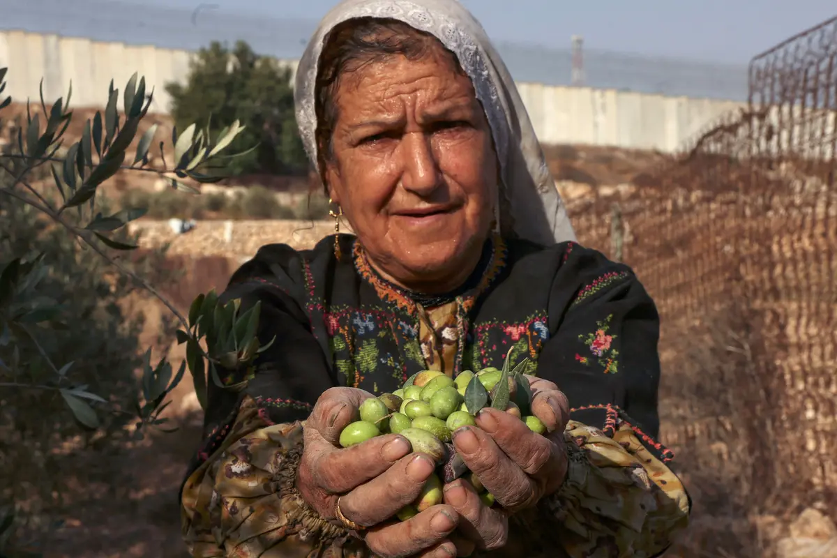 Petani Palestina Panen Buah Zaitun