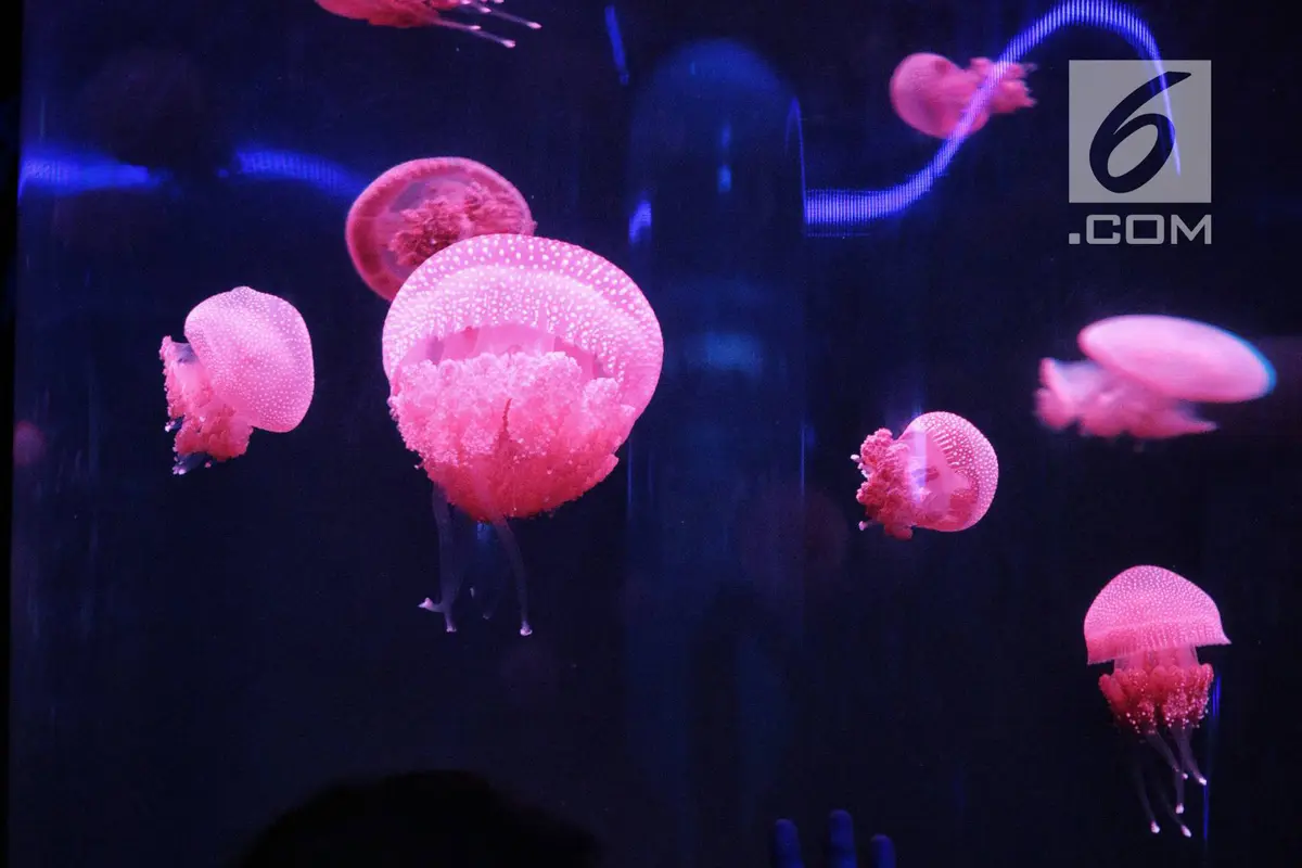 Menjelajahi Wahana Jellyfish Sphere di Seaworld Ancol Saat Libur Natal