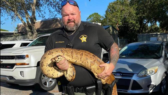 <p>Sheriff tangkap ular boa di Florida. Dok: Facebook/St. Lucie County Sheriff's Office </p>