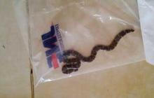Ini tanggapan JNE ada ular di dalam plastik bungkus paket