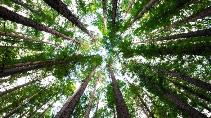 Ilustrasi pohon, hutan