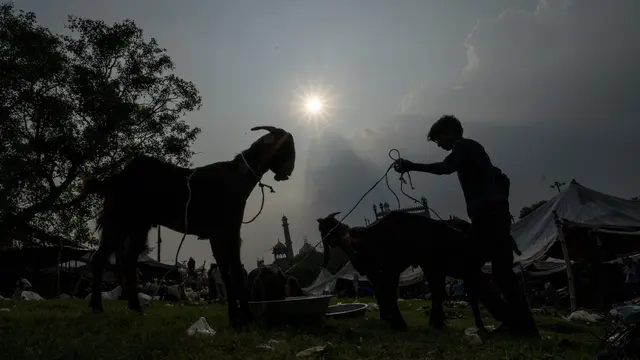 Pasar Hewan Kurban Jelang Idul Adha di New Delhi