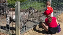 Anak-anak mengunjungi Taman Margasatwa Symbio di tengah pandemi COVID-19, Sydney, Australia, 5 September 2020. Beberapa kebun binatang dan taman margasatwa di Sydney sudah kembali dibuka untuk umum. (Xinhua/Zhu Hongye)