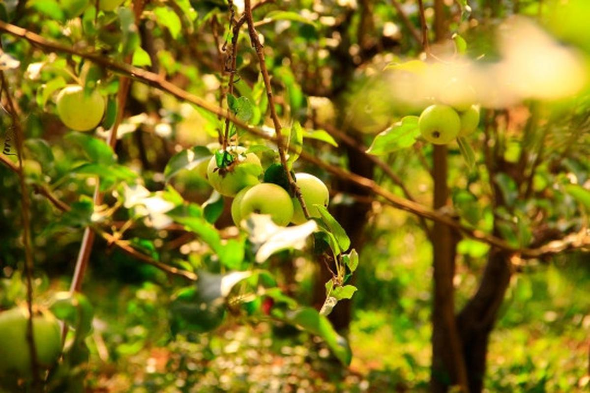 Beragrowisata ke kebun apel di Kota Batu