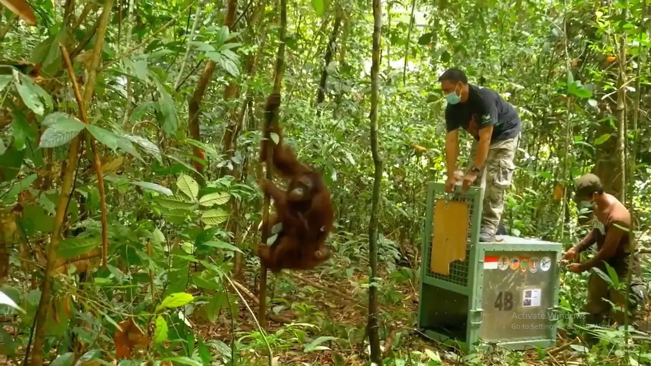 Orangutan yang dilepas-liarkan ke Taman Nasional Bukit Baka Bukit Raya Kalimantan (sumber: USAID/BKSDA/BOS)