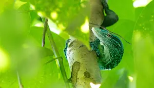 Biawak Pohon Biru, Reptil Langka dari Indonesia yang Punya Ekor Istimewa