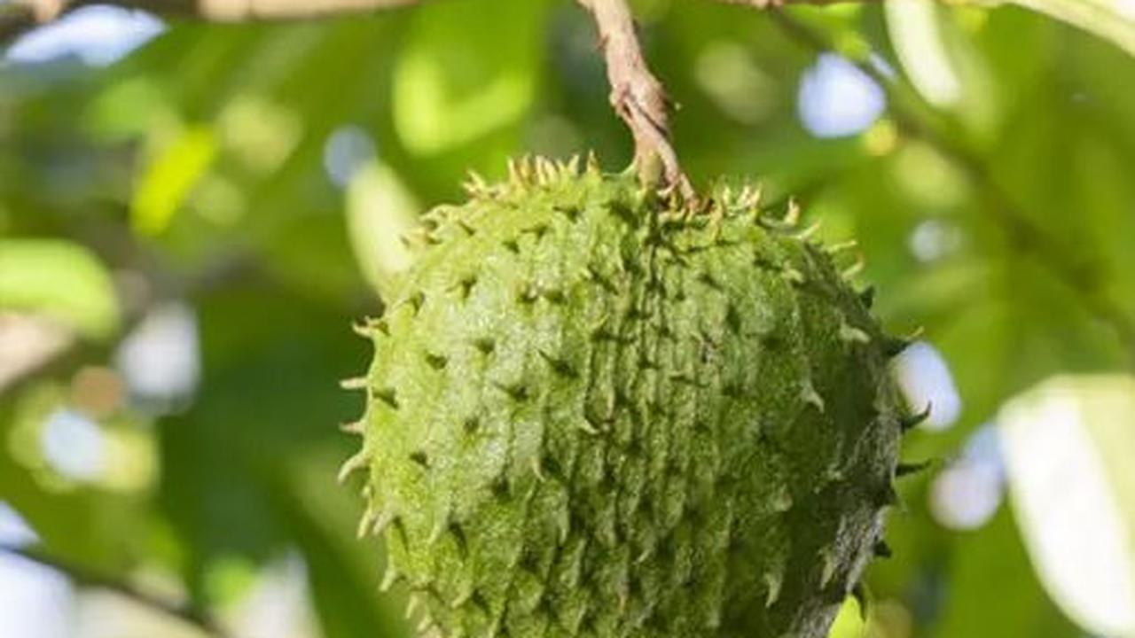 "Bahan bioaktif bernama annonaceous acetogenins (AGEs) dalam daun sirsak memiliki sifat antikanker dan bisa membantu menghambat pertumbuhan sel kanker," kata Dr. Lisa Turner, ahli onkologi.