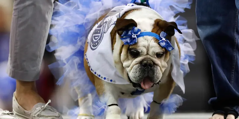 Melihat Aneka Gaya Bulldog di Ajang Drake Relays Beautiful Bulldog