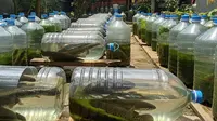Top 3 Hot: Cara Ternak Ikan Gabus di Galon Bekas hingga Ternak Ikan Cepat Besar untuk Lauk Keluarga