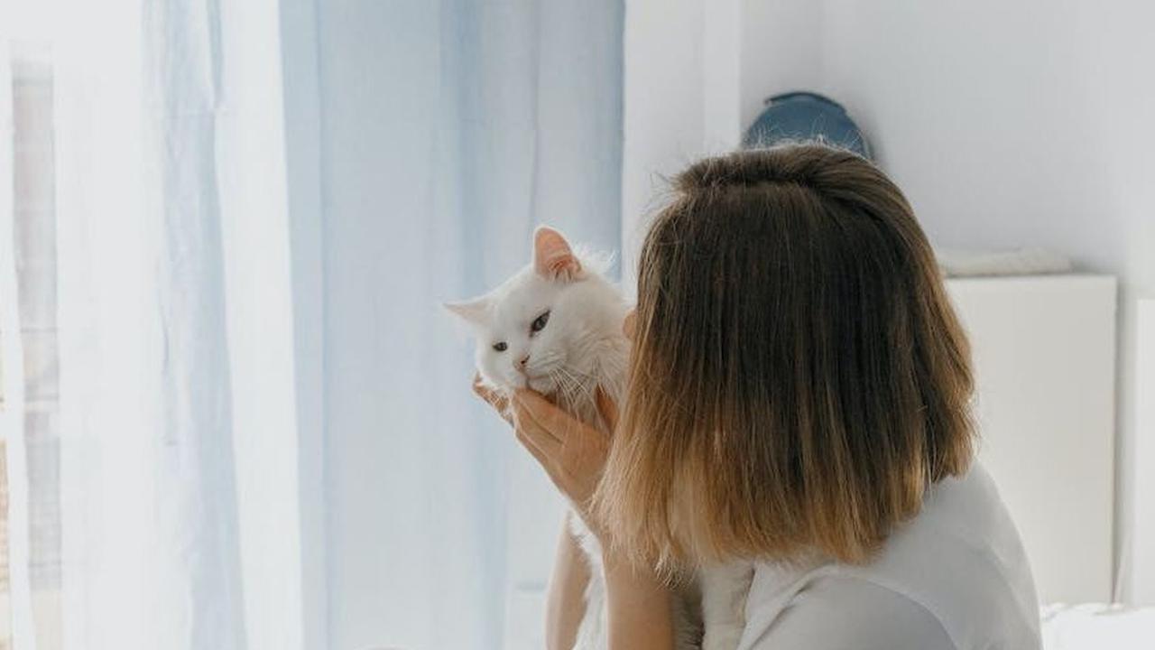 Tips Aman Memelihara Kucing bagi Ibu Hamil