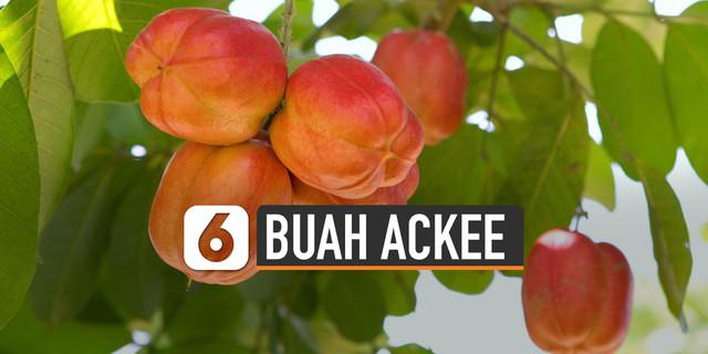 VIDEO: Fakta Buah Ackee, Dilarang di AS