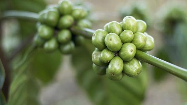 Kopi hijau