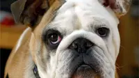 Bulldog