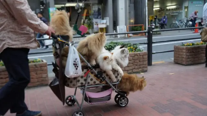 Photo: Copyright oddyticentral.com