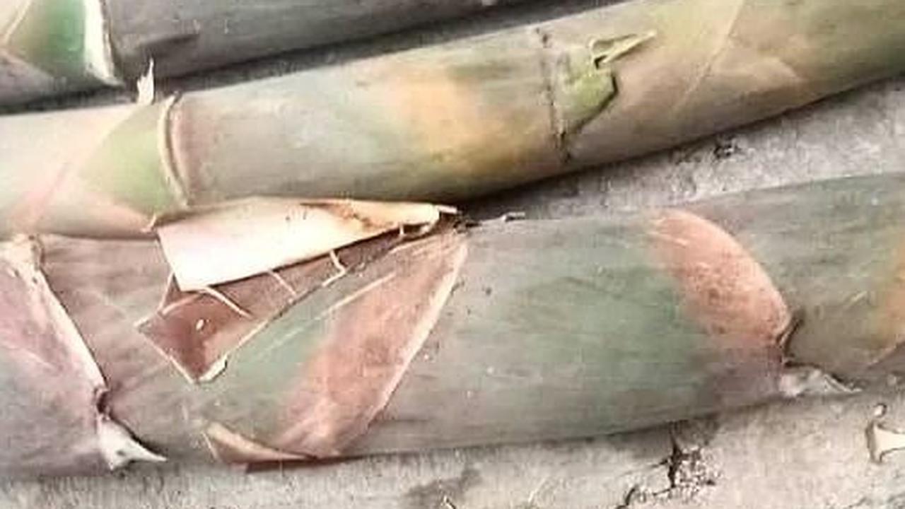 Cari Rebung yang Tepat